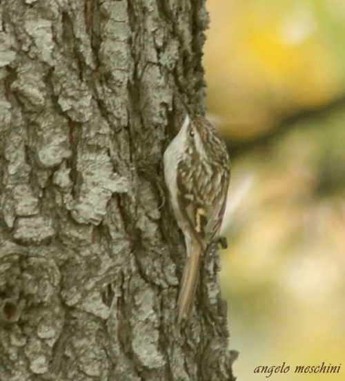 Rampichino Certhia brachydactila